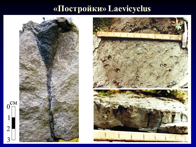 «Постройки» Laevicyclus